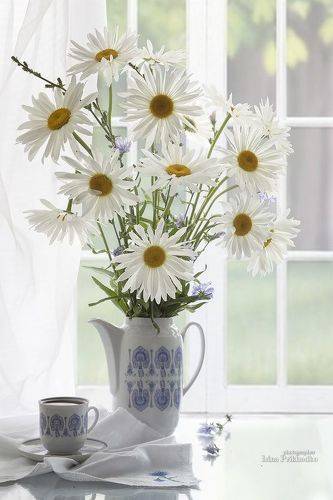 Ромашковое утро