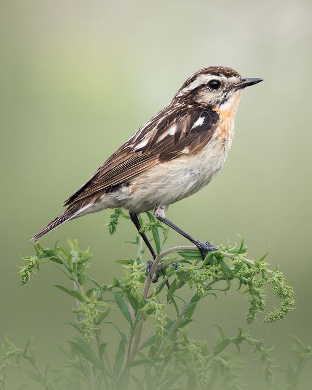 Луговой чекан, Saxicola rubetra, Июль 2023 фото превью