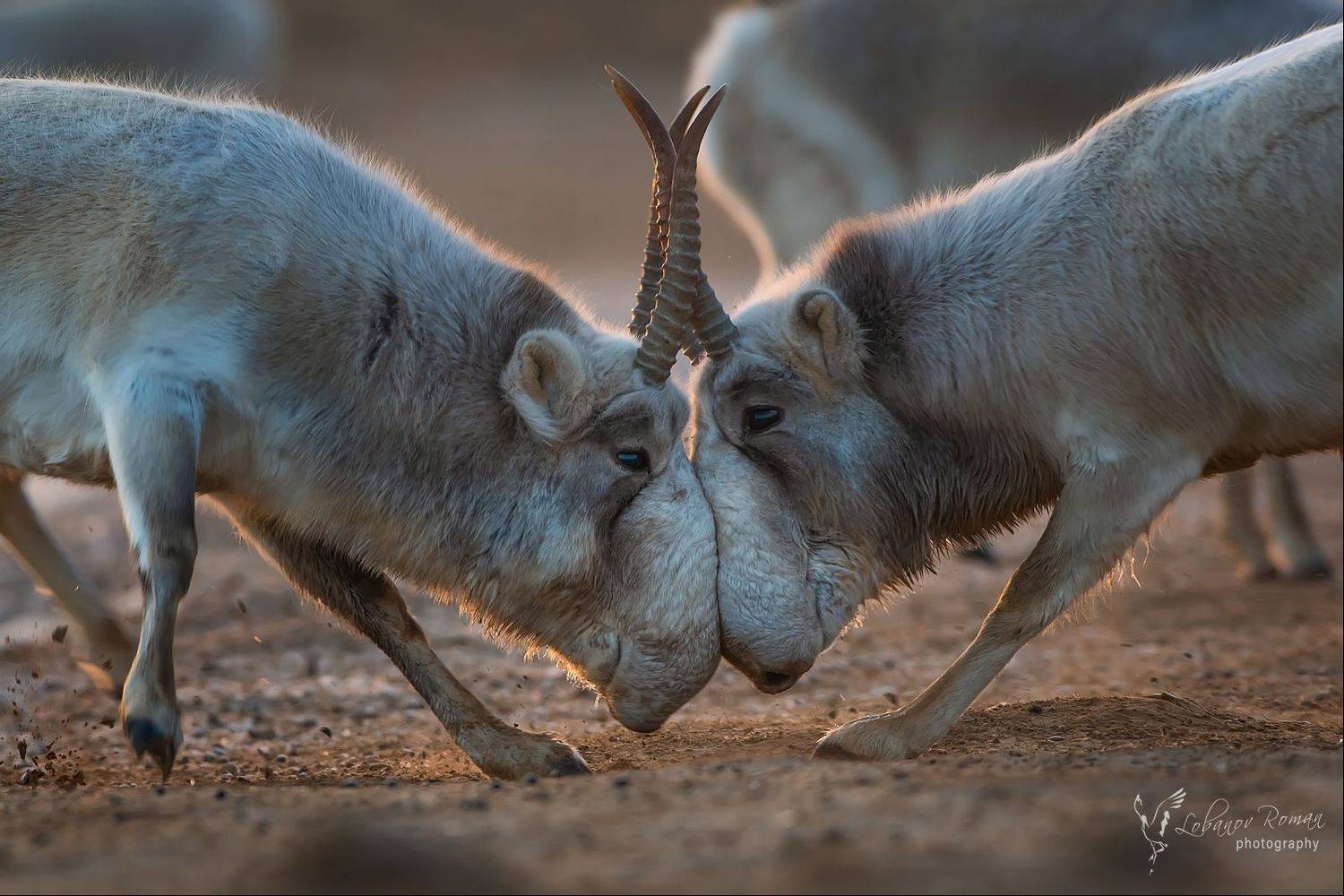 , Лобанов Роман