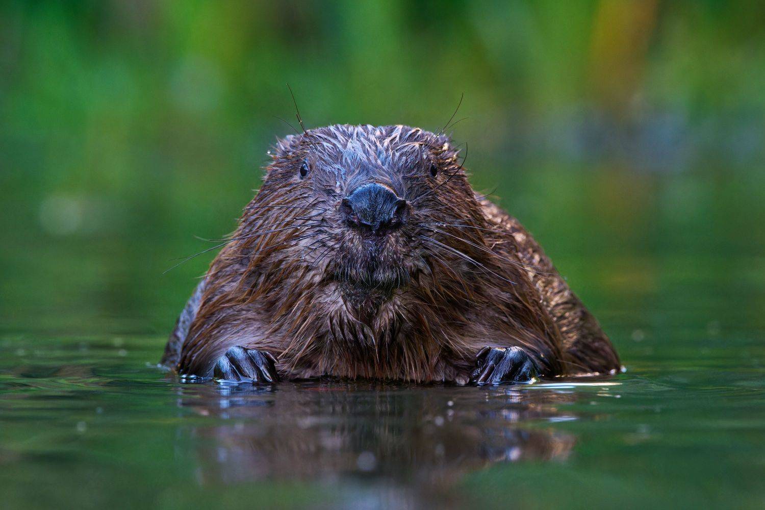 #animal #wildlife #nature #wildlife_photography, Александр Семенов