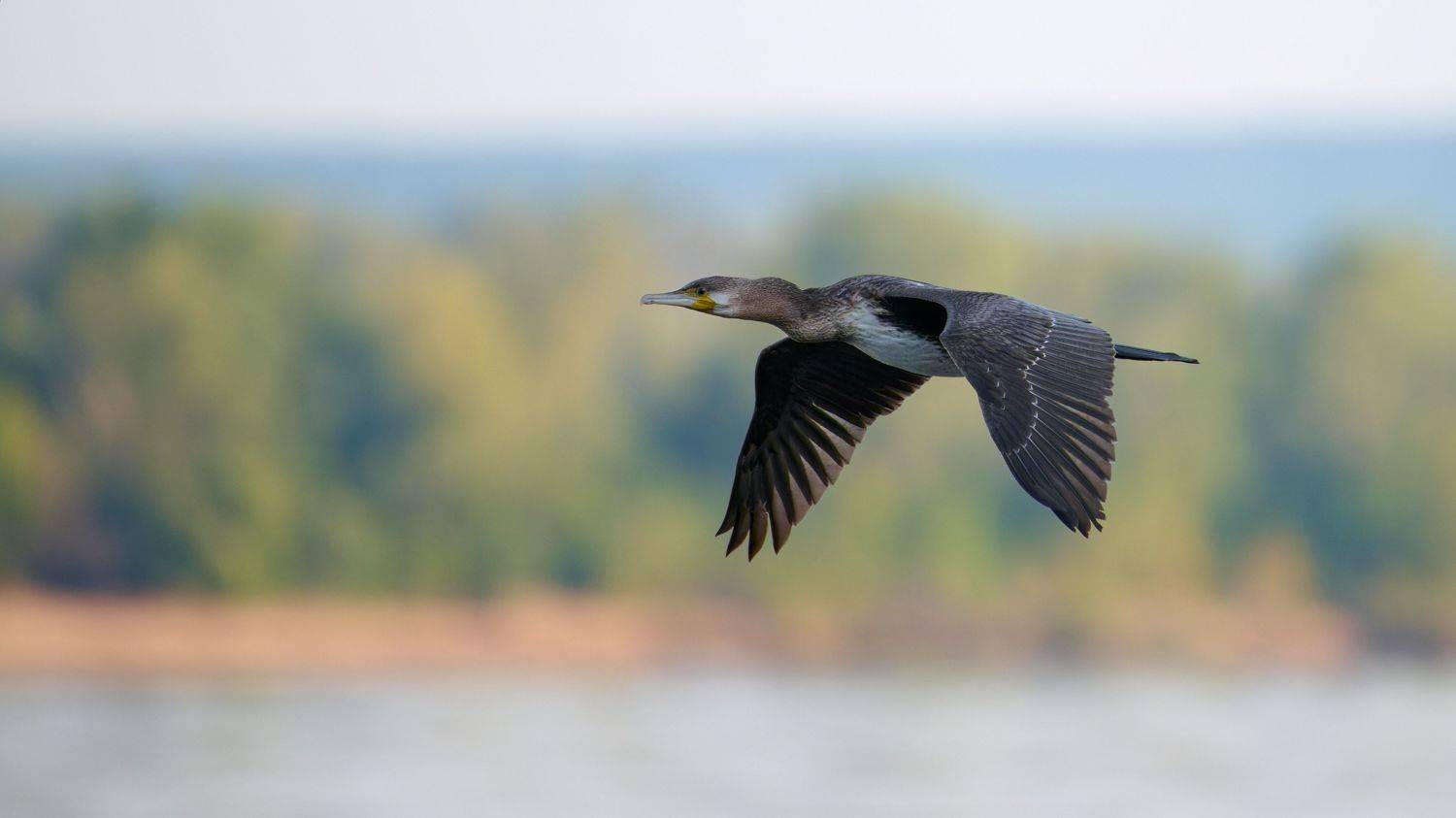 #bird #wildlife #nature #birdphotography, Александр Семенов