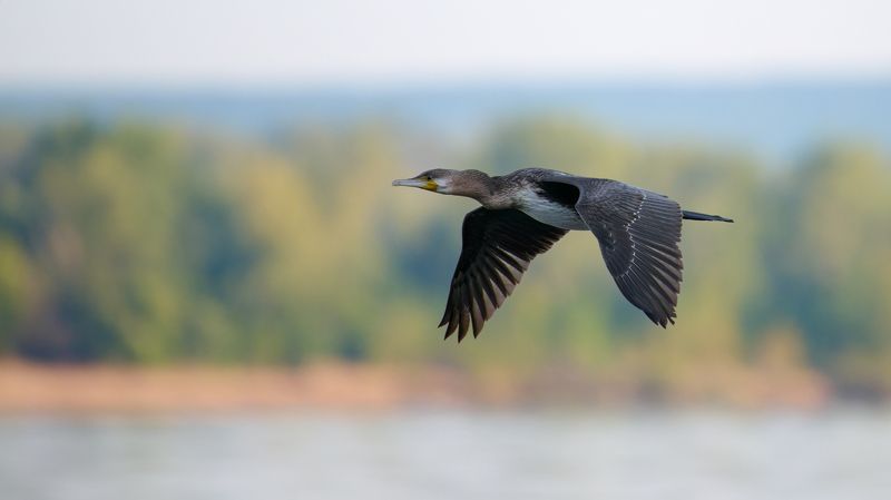 #bird #wildlife #nature #birdphotography Баклан фото превью