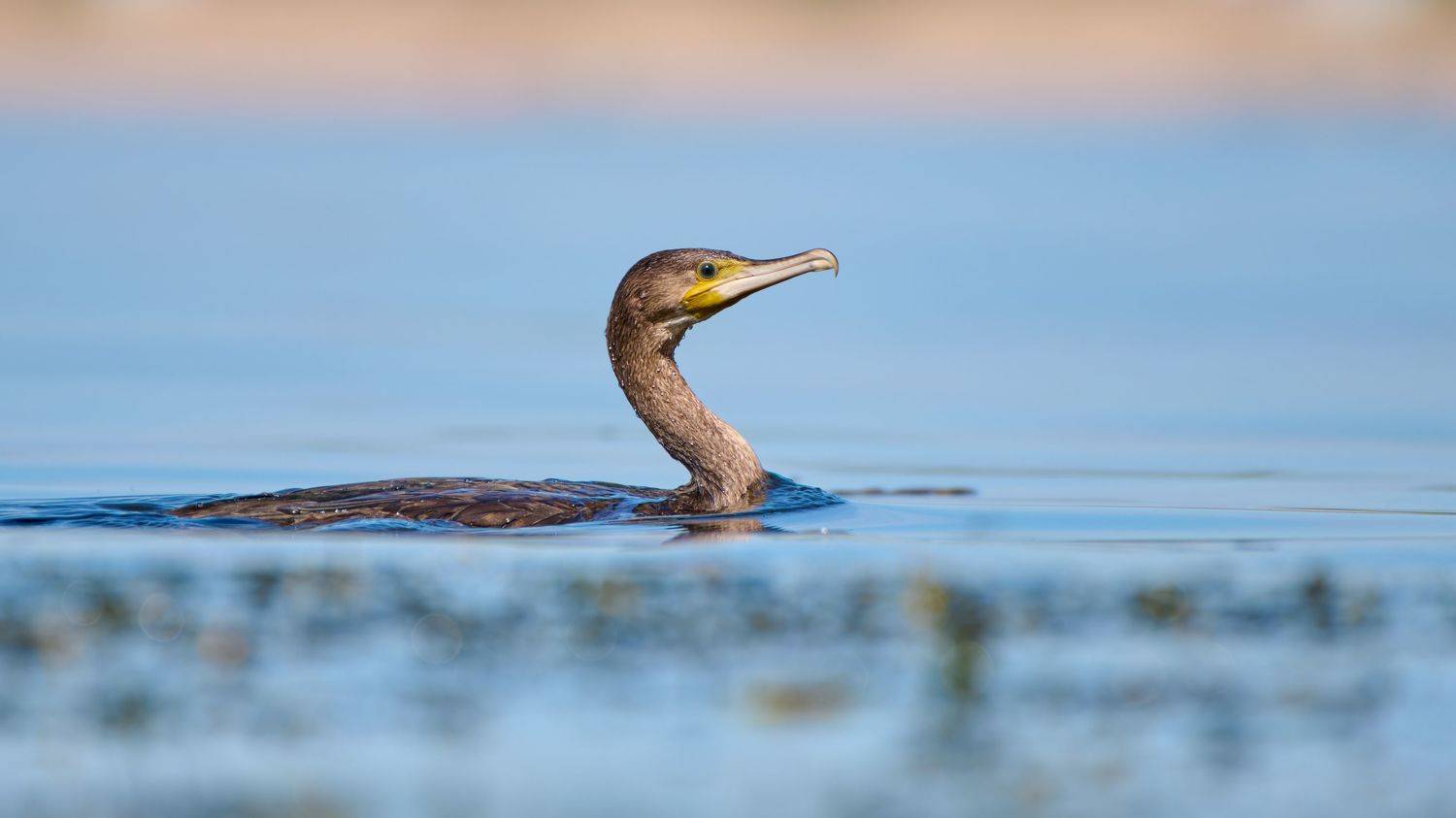 #bird #wildlife #nature #birdphotography, Александр Семенов