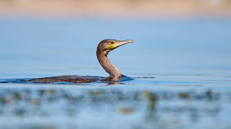 #bird #wildlife #nature #birdphotography Баклан фото превью