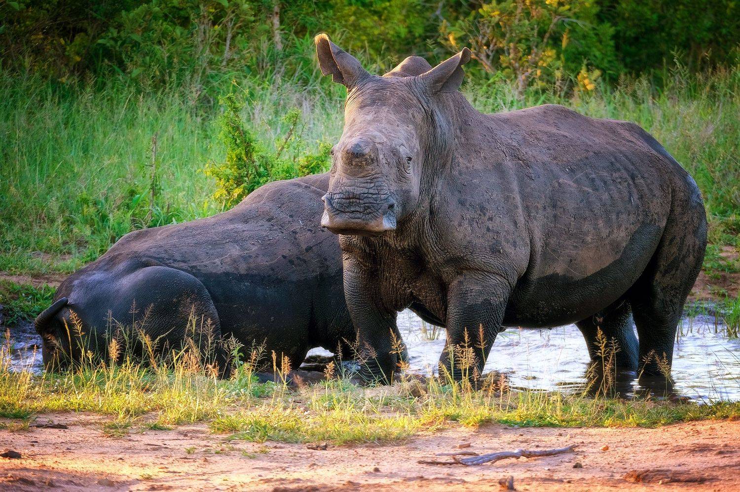 , Худзинская Ирина