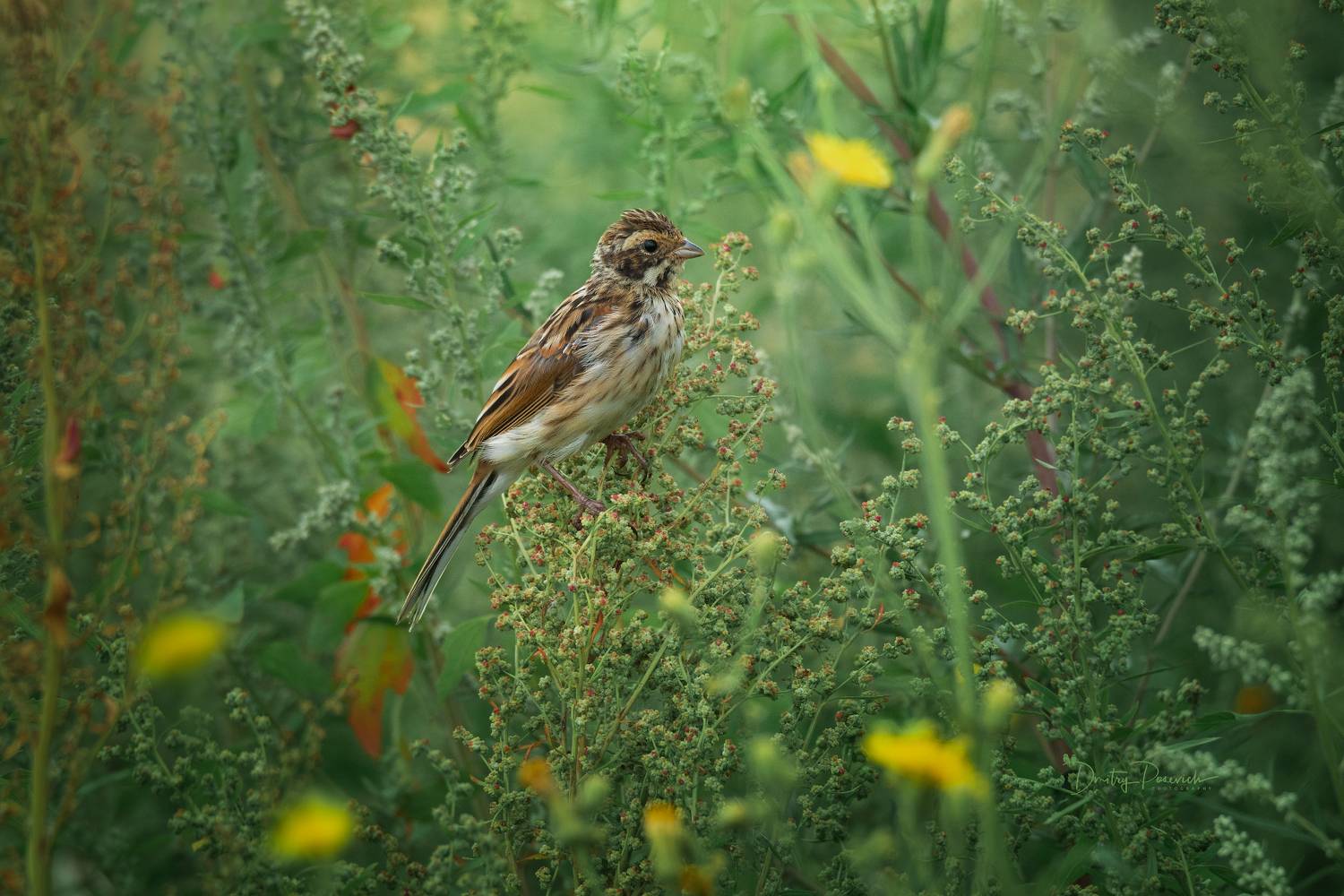 природа, лес, поля, огороды, животные, птицы, макро, Посевич Дмитрий