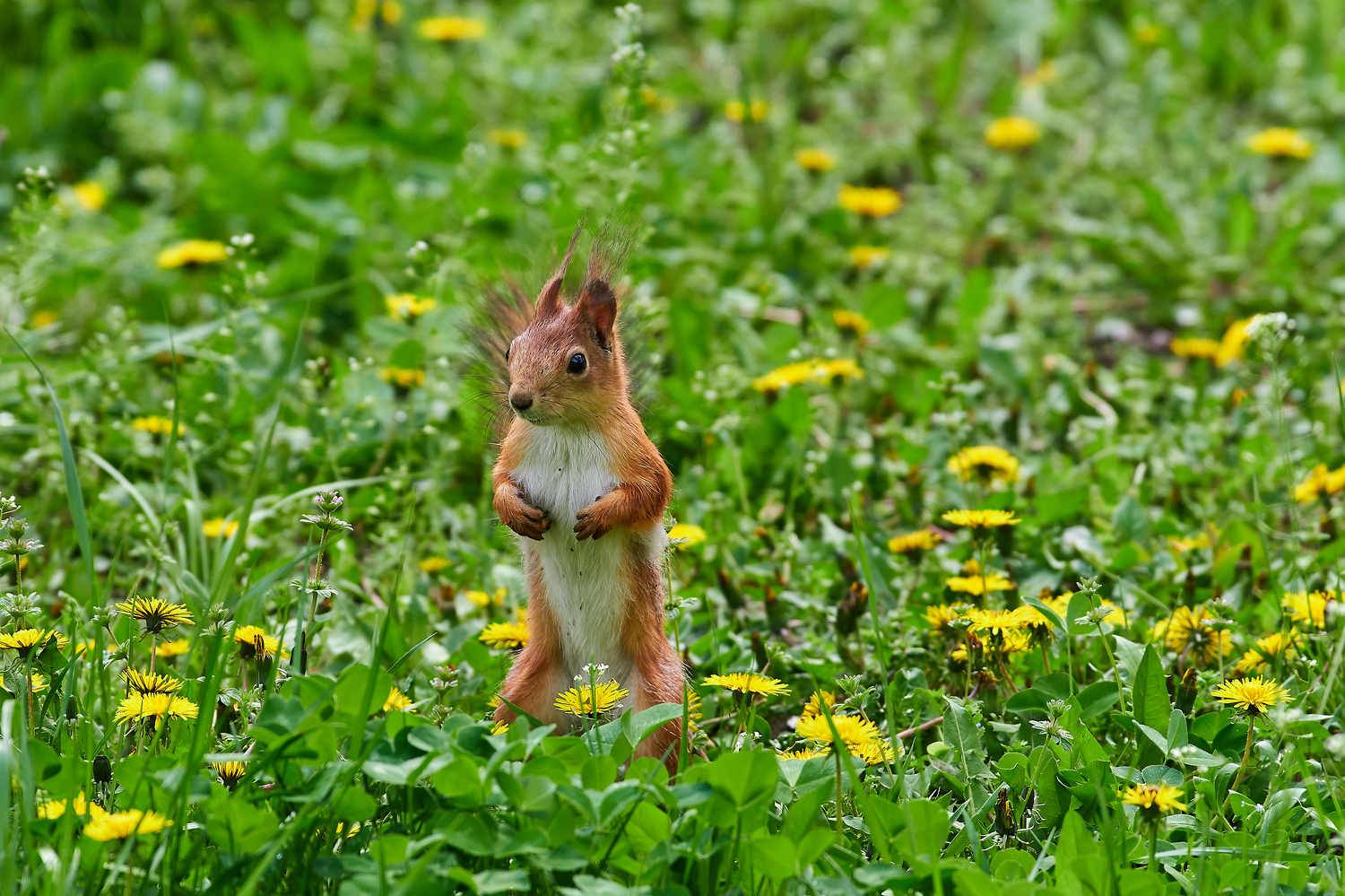 Sciurus vulgaris, volgograd, russia, wildlife,, Сторчилов Павел