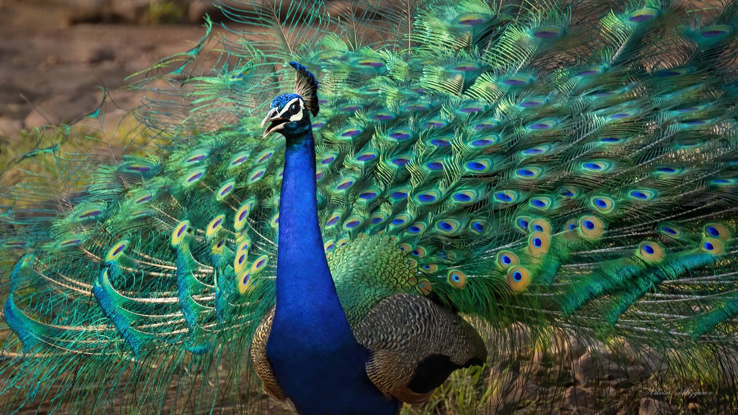 , Николай Мозгунов