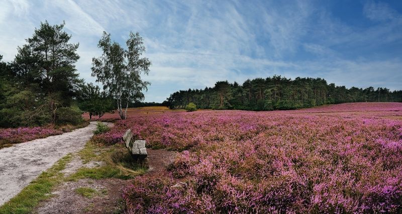 На вересковых пустошах фото превью