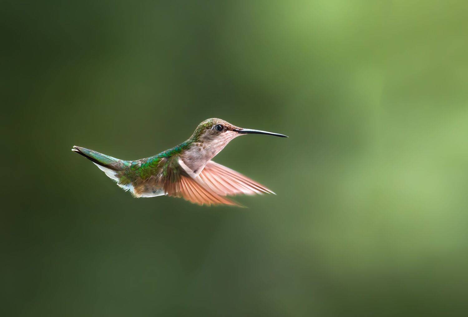 bird, humming, hummingbird, hummingbirds, hummer, rufous, nature, animals, wild, action, dynamic, Atul Saluja