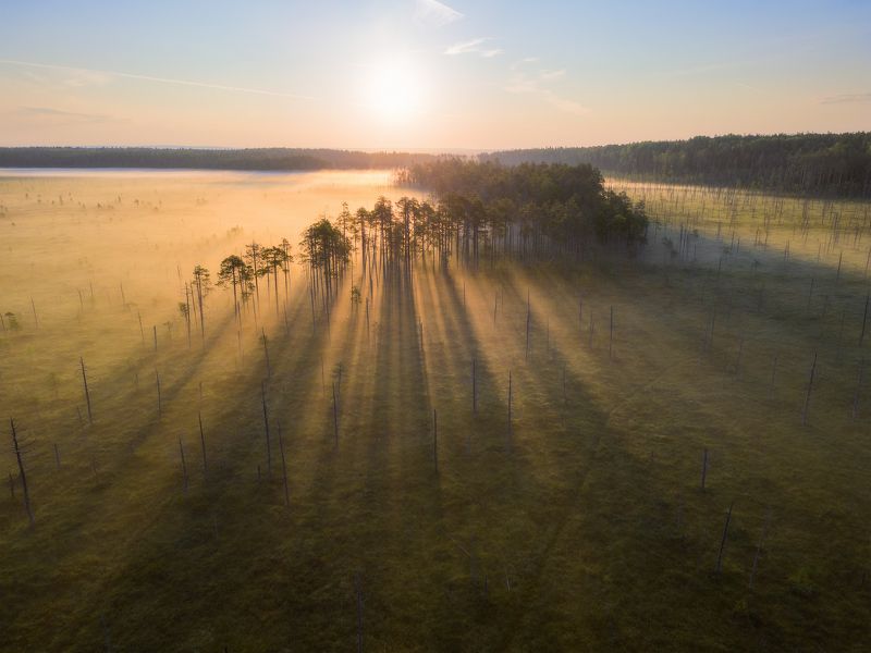 пейзаж, рассвет, сосны, туман, болото, север, landscape, sunrise, swamp, north, pines, fog, тени, shadows Длинные тени одним туманным утром фото превью