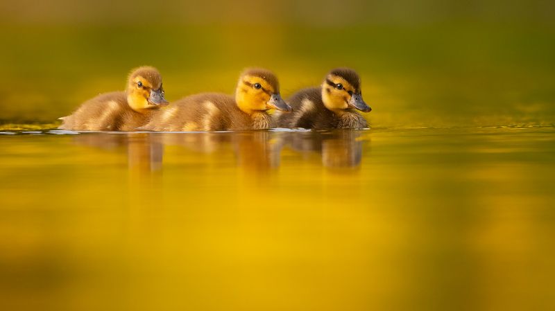 Ducklings фото превью