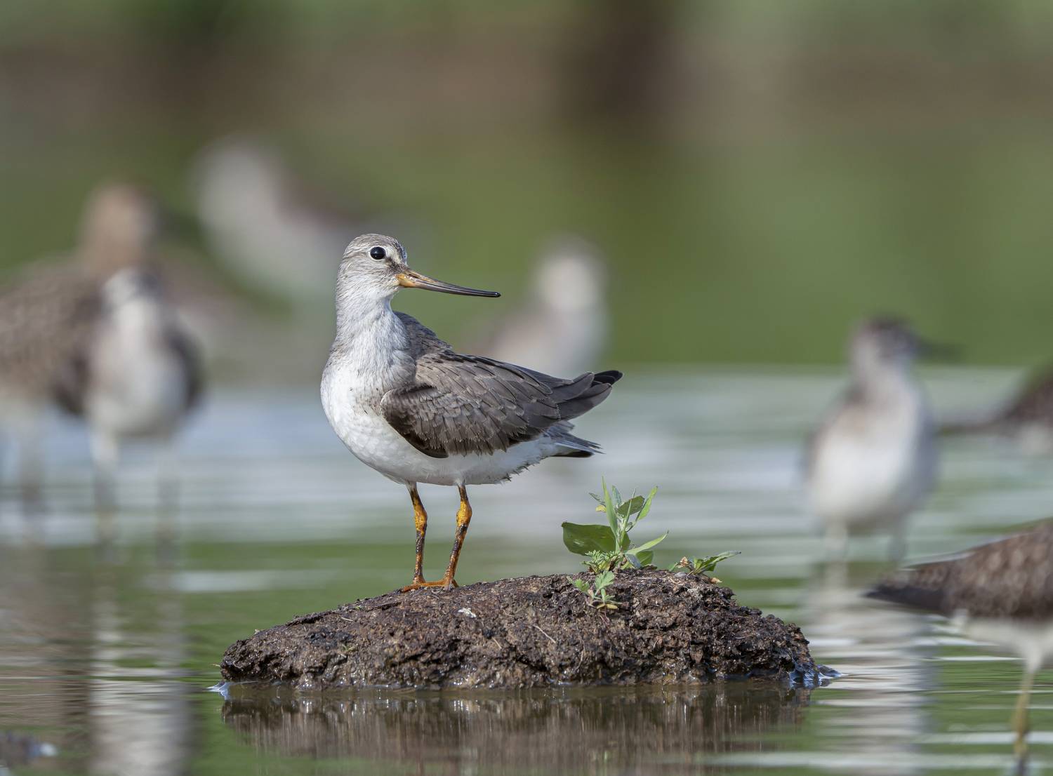 птицы,природа, лето, Андрей Киселёв