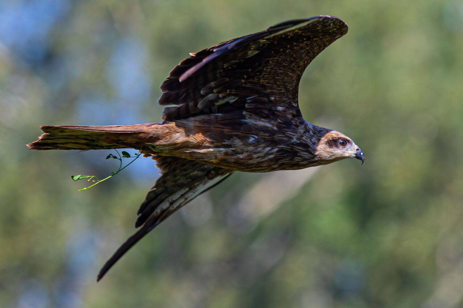 , Гильманов Артур