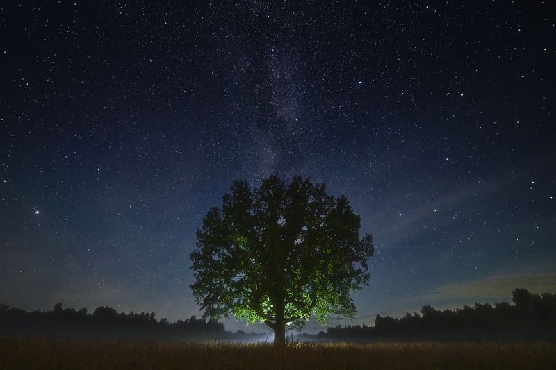 дуб, звёзды Дуб под звёздным небом фото превью