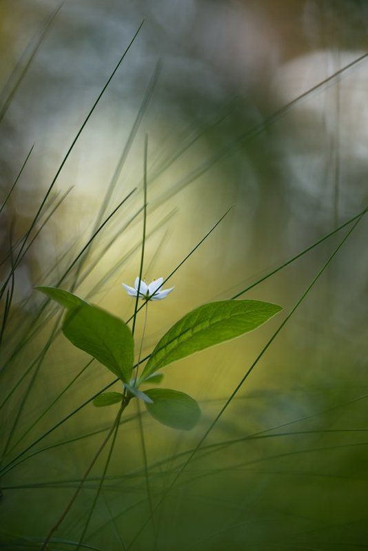 Как бабочка... фото превью