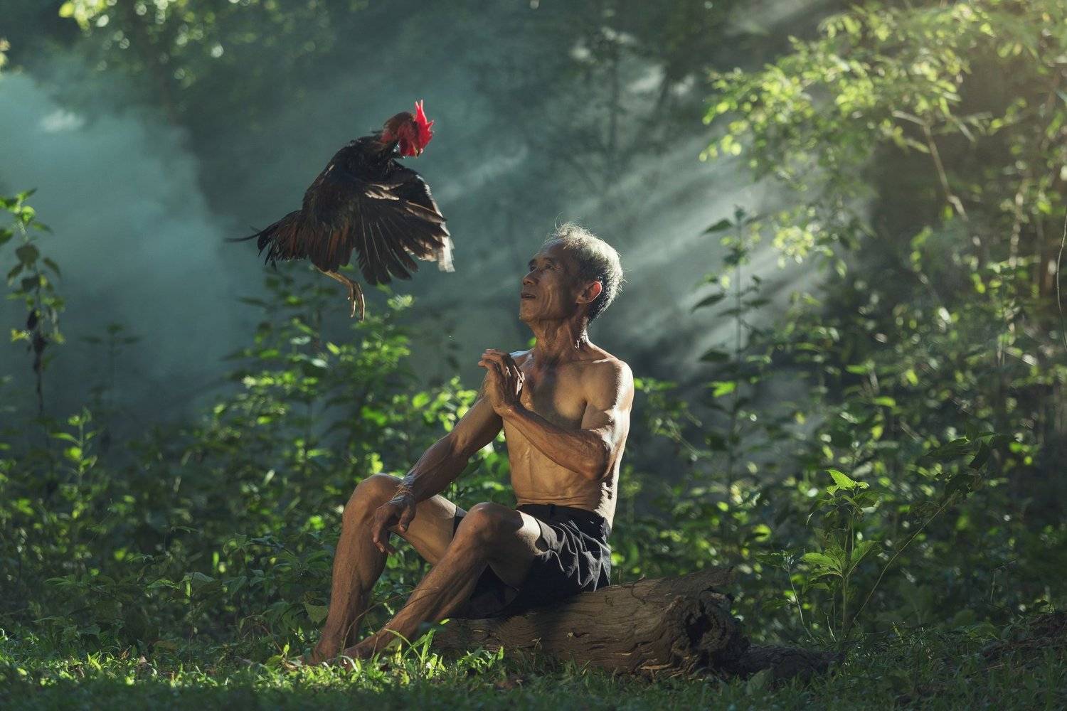 fight ,thai,gamecock,chicken,animal,man,life ,thailand, rooster; black, vietnam, wings,passion,ail,aggression, phuket, field, gambling, show, head, chicken, illegal, feather, crest, ring,myanmar, farm, cockfighting,bite, fighter, bangkok,asia, tha,cruelty, SUTIPORN SOMNAM