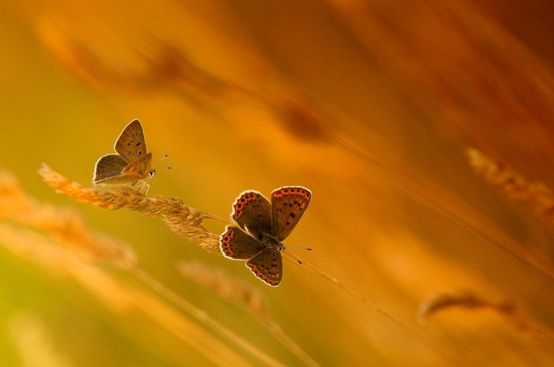 Бабочки фото превью