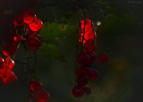 В красное платье влюблялся ...