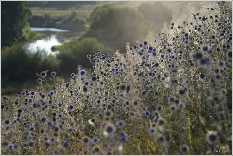 Марево августа фото превью
