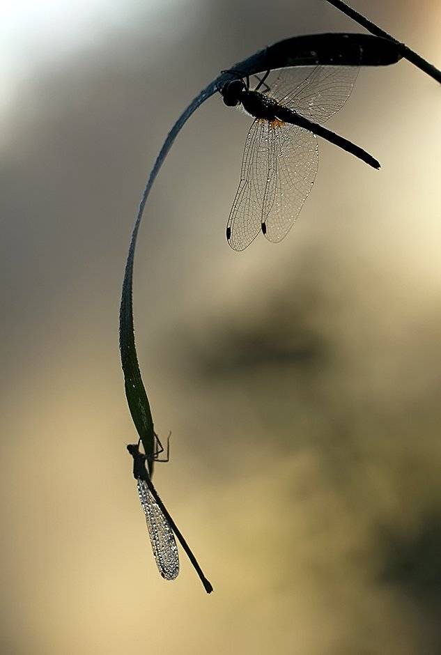 , Иваненко Светлана