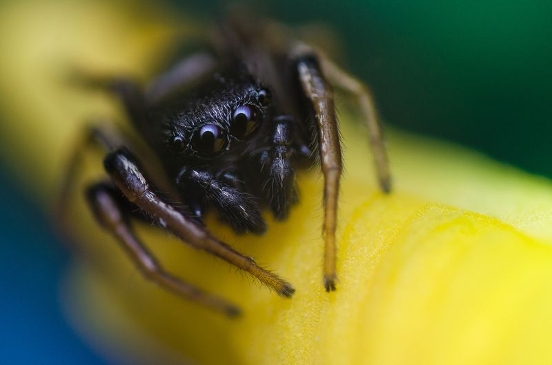 КРОХА фото превью