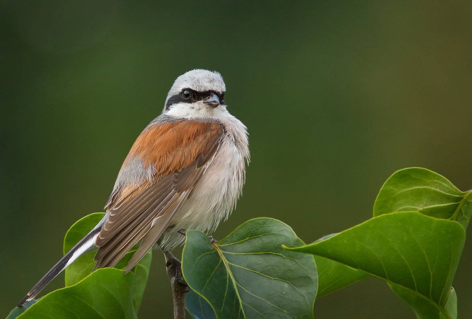 , Зоя Лаптева