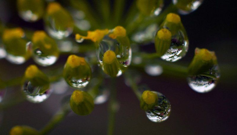 Укроп и капли фото превью