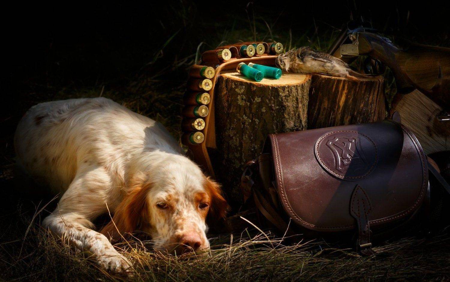 английский_сеттер, добыча, охота, патронташ, перепел, ружье, сеттер, собака, фотонатюрморт, ягдташ, легавая собака, портрет, саров, фотограф, животных, Александр Чибиркин