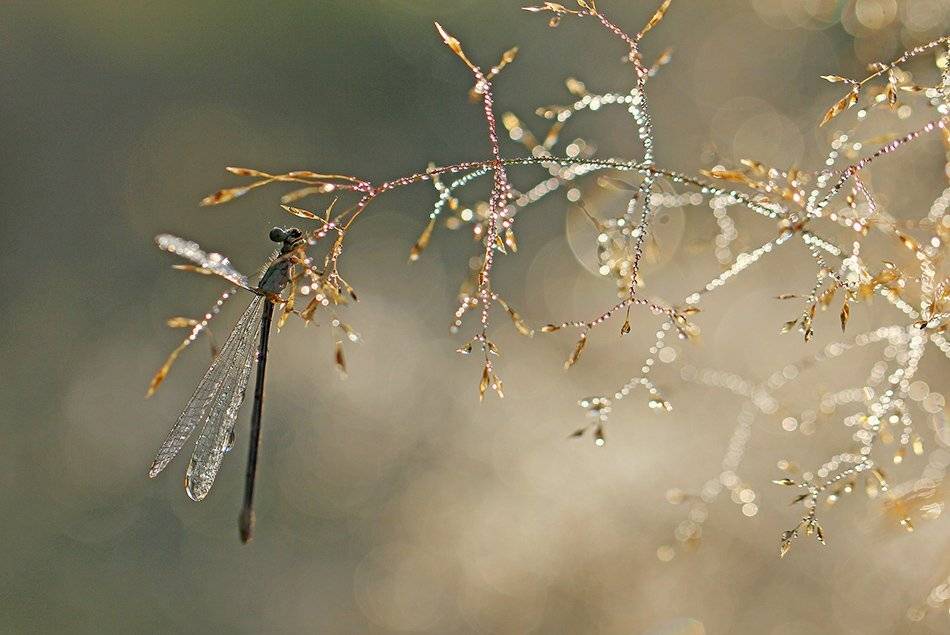 , Иваненко Светлана