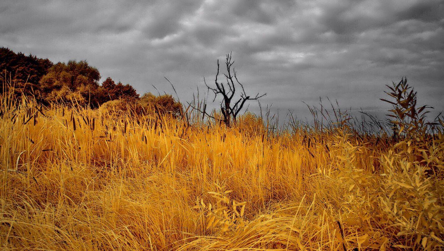 дерево, инфракрасный, облака, ИгорьВл