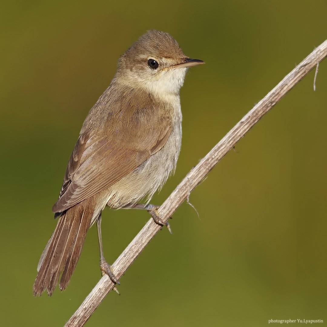 Камышевка болотная, Ляпустин Юра