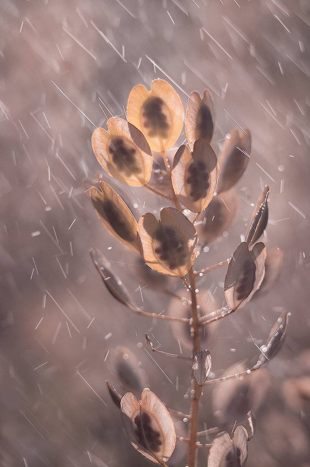 , Юлия Густерина