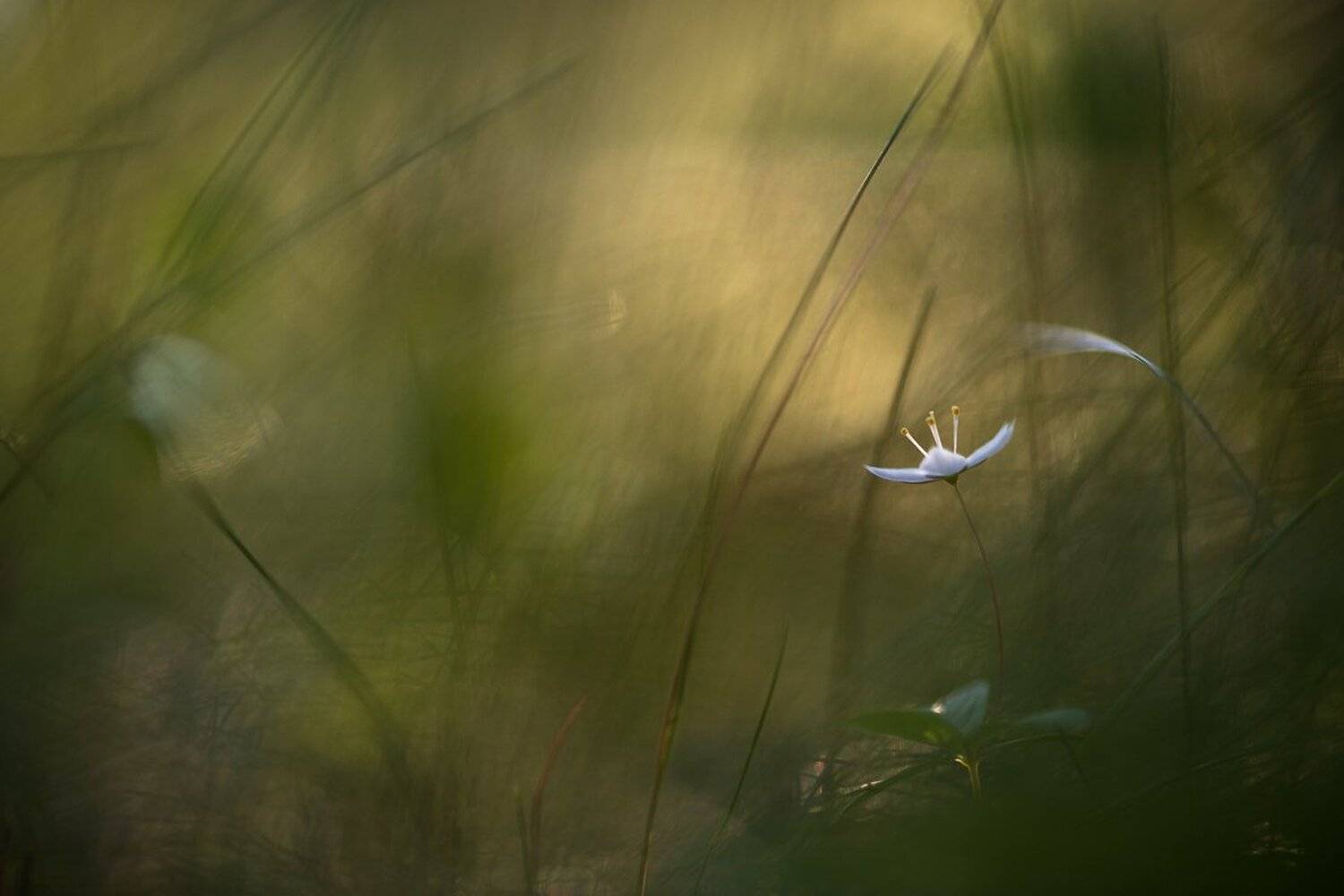 zeiss makro-planar t* 2/100 zf.2, макро, свет, седминчик, травы, цветок, Геннадий Мещеряков