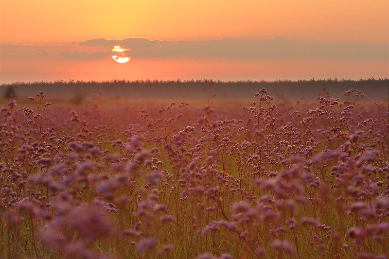Кермек на закате фото превью