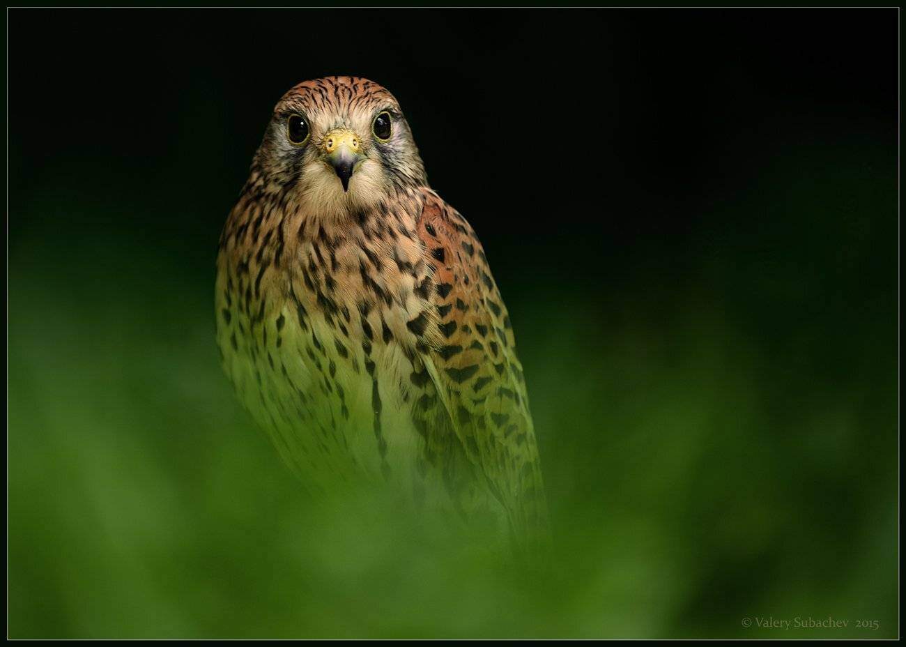 , Валерий Субачев