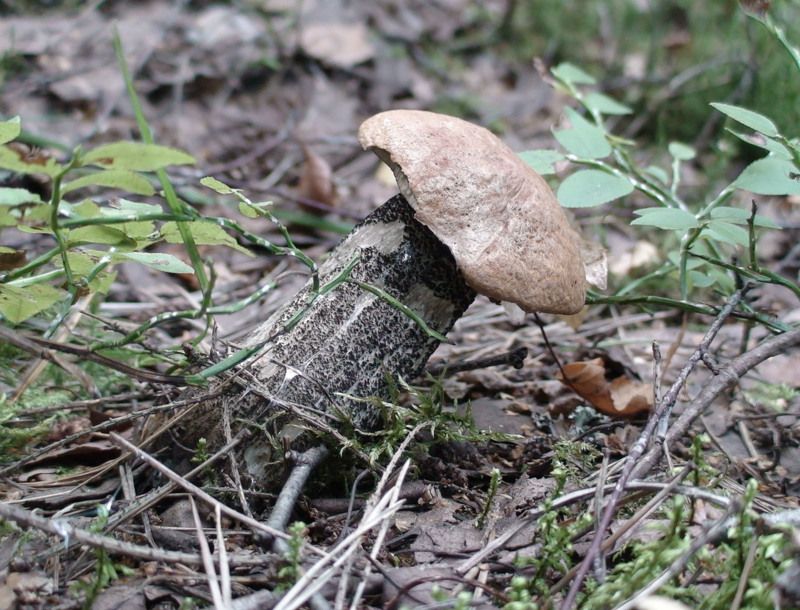 Грибы, Подмосковье О чём он думает? фото превью