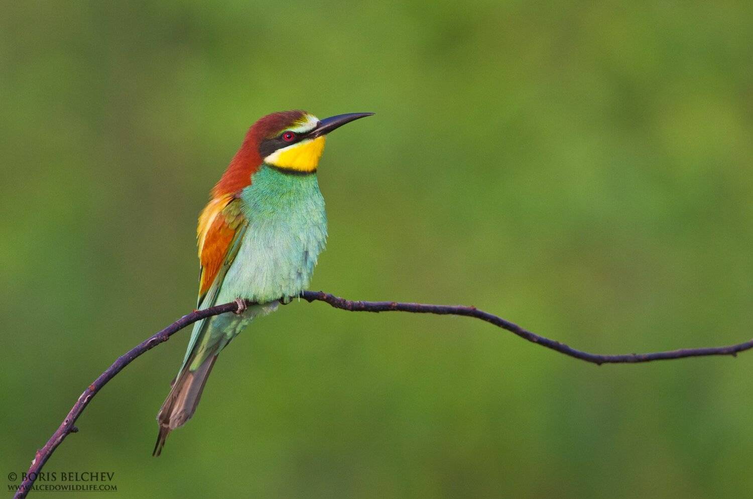 Болгария, Золотистая щурка, Merops apiaster, птица, Борис Белчев