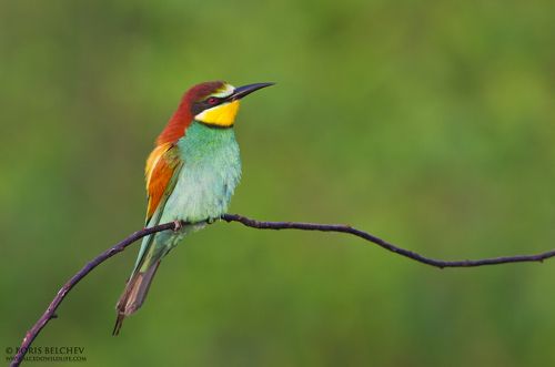 Золотистая щурка (Merops apiaster )