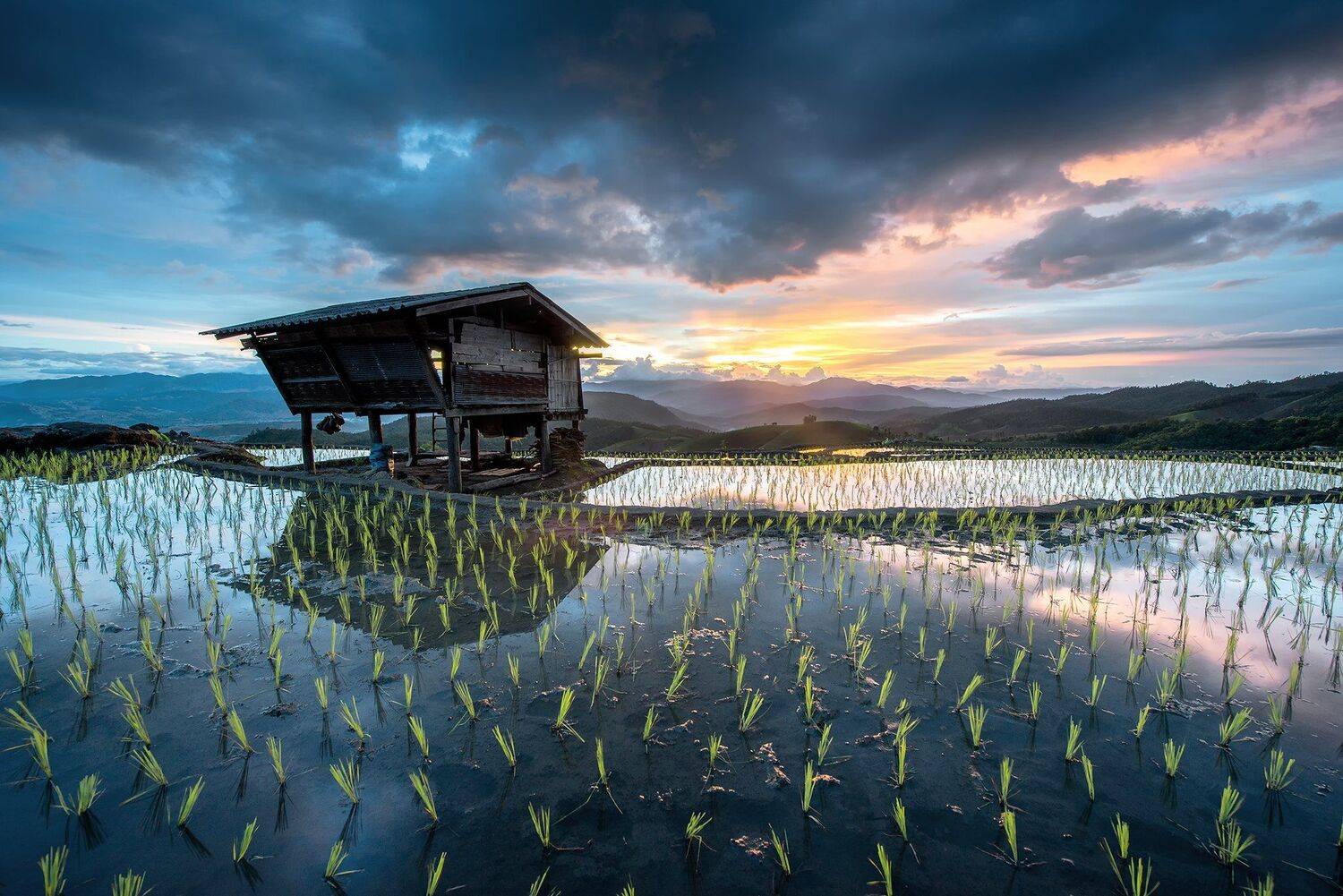 thai,rice,sky,home,refection, sarawut intarob