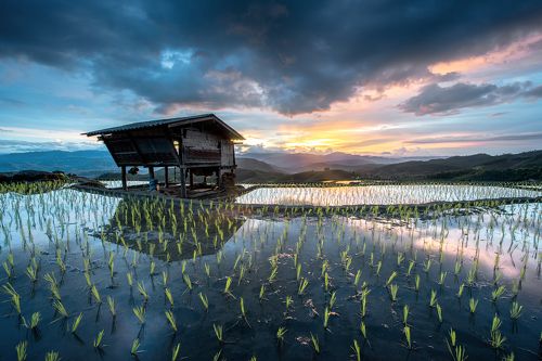 Light in rice.