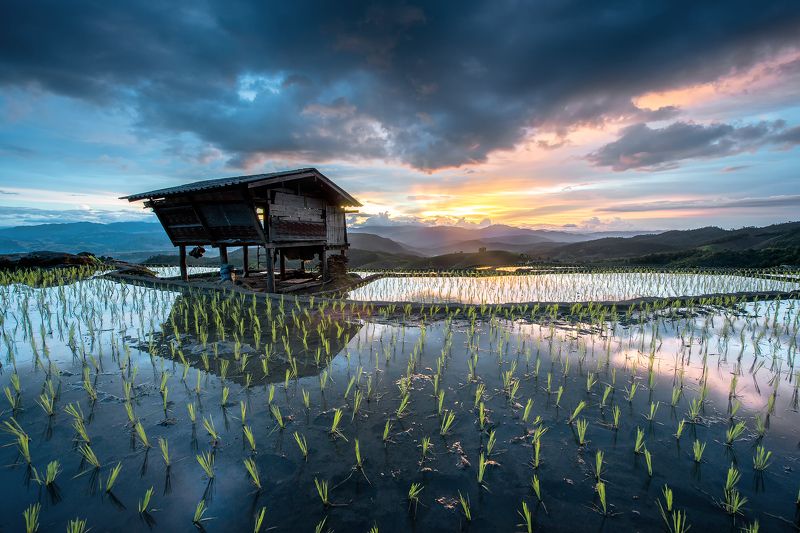 thai,rice,sky,home,refection Light in rice. фото превью