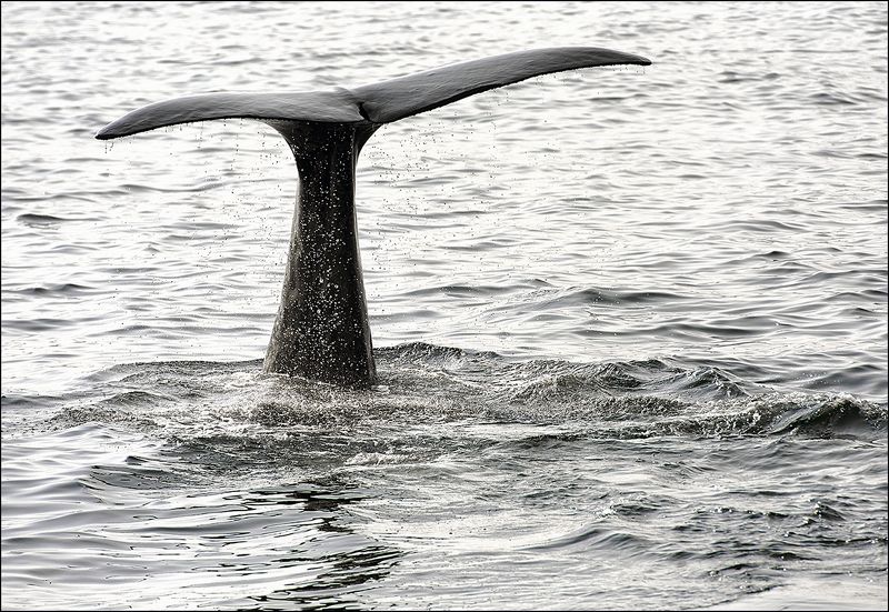 По стойке Смирно! фото превью