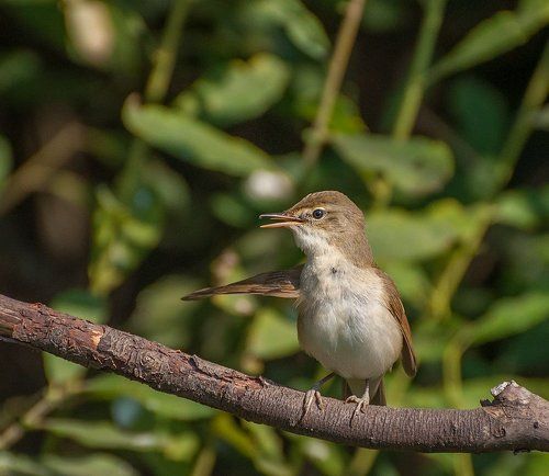 Утренняя гимнастика