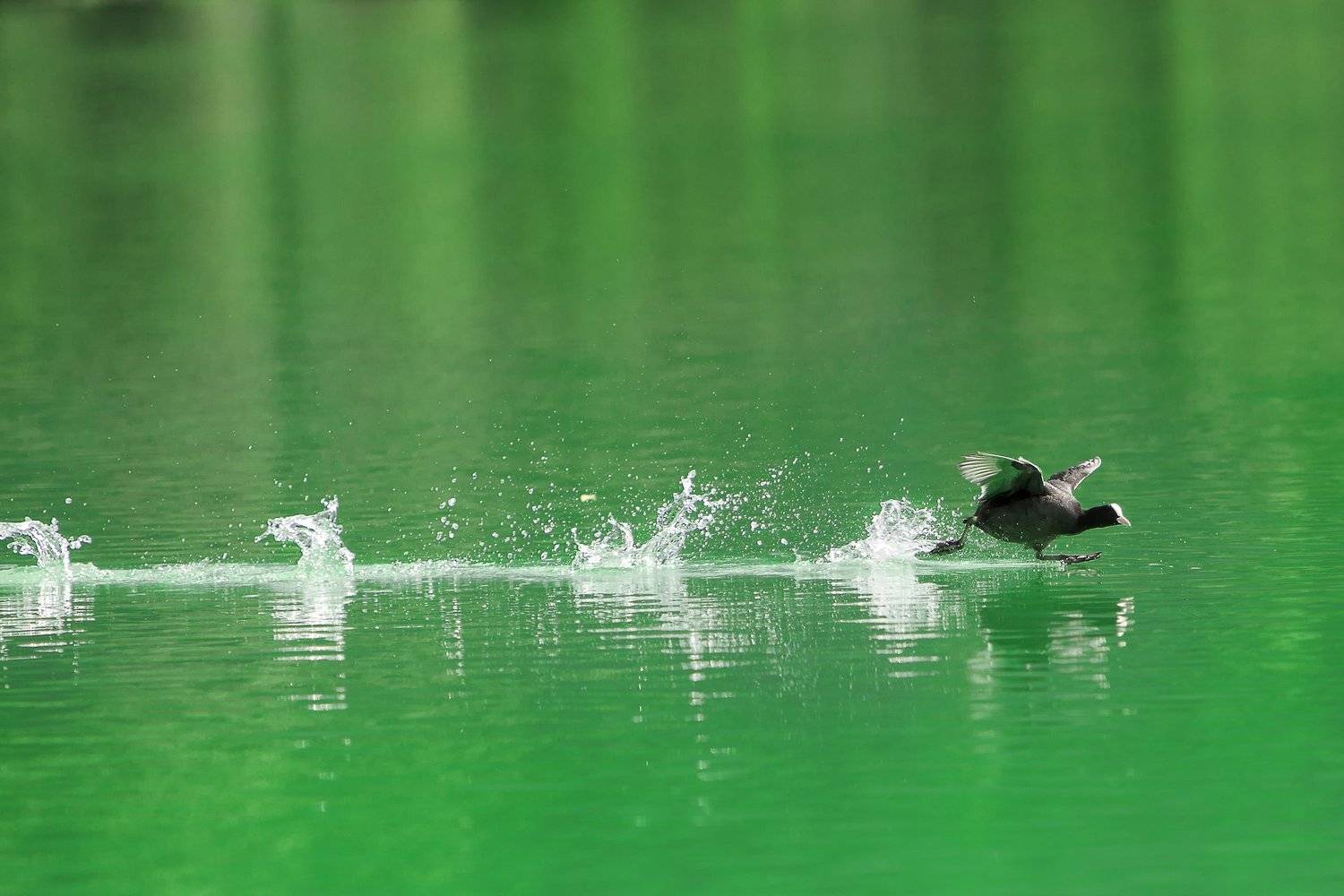 лысуха, взлет, озеро, Малышевы Влад и Ася