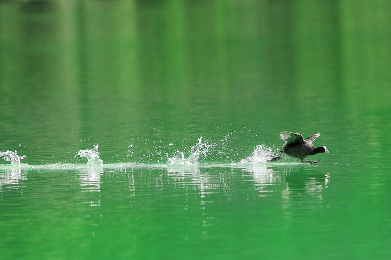 лысуха, взлет, озеро Взлет лысухи фото превью