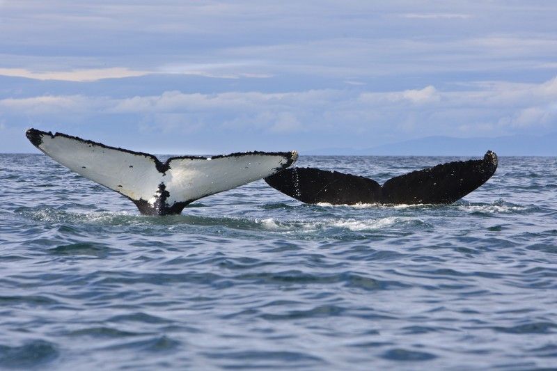 Горбачи, Камчатка фото превью