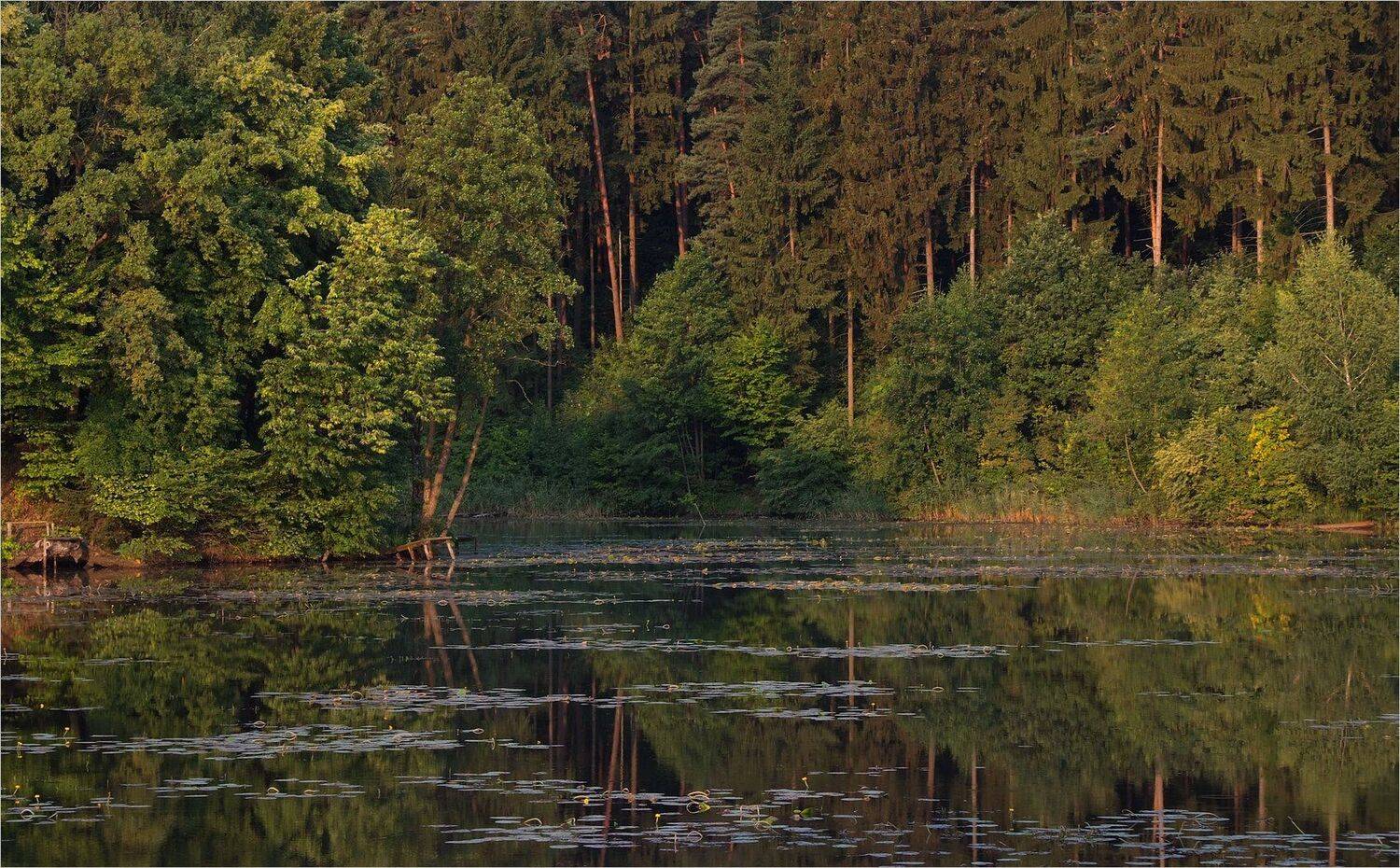 , Николай Шахманцир