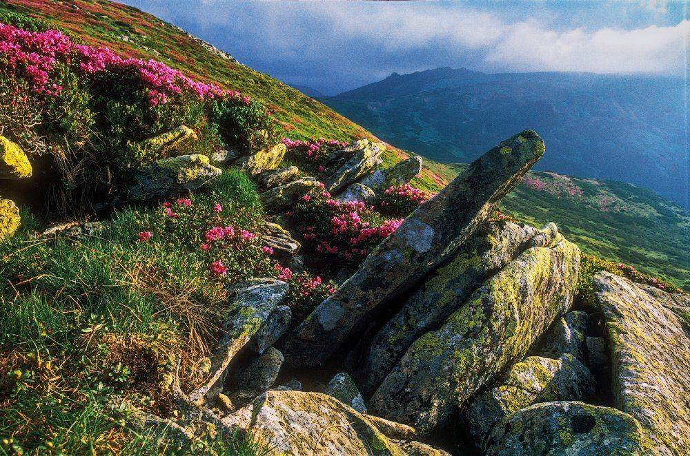 , Ярослав Тюрменко (Jaremi)