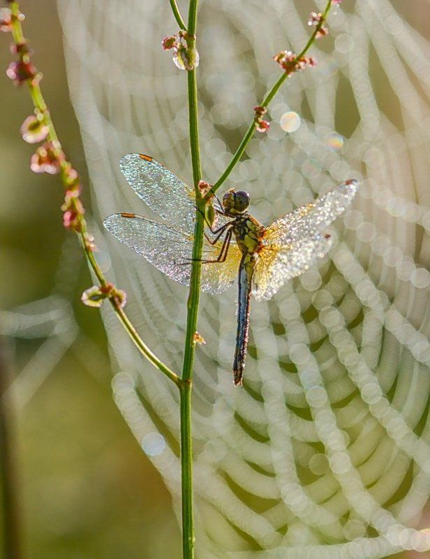 Паутина, Роса, Стрекоза, Утро Утро по-сваровски фото превью
